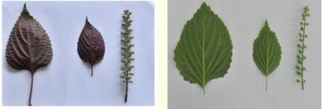 차조기(왼쪽)와 신품종 안티스페릴(오른쪽)